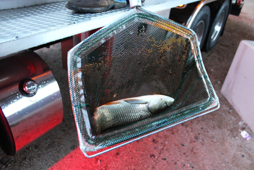 Fish Knapsack (Azuki)ハウスオンザヒル Fish Knapsack (Azuki)ハウス